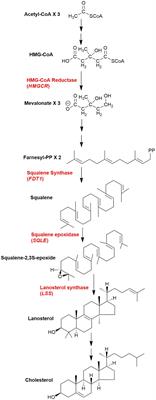 Sterols, Oxysterols, and Accessible Cholesterol: Signalling for Homeostasis, in Immunity and During Development